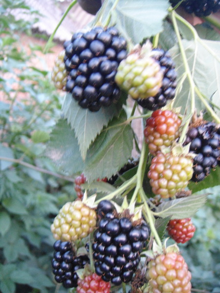 DSC07903.JPG