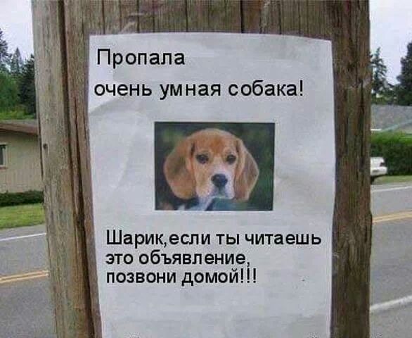 Пропала умная собака.jpg