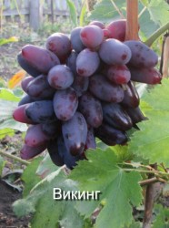 Изображение 783.jpg