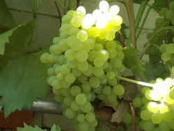 КМ. РУСБОЛDSCN0739.JPG