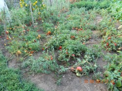 DSCN2936.JPG