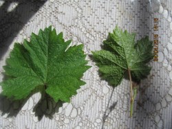 IMG_0742.JPG