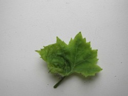 IMG_4531.JPG