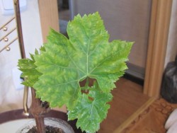 IMG_4537.JPG