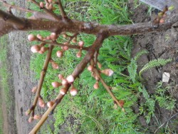 2015-05-09 11.11.04.jpg