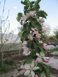IMG_3809.JPG