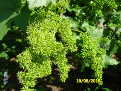 SAM_4449.JPG