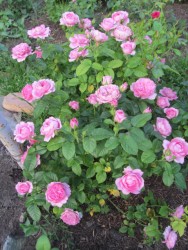 IMG_6018.JPG