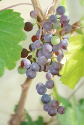 IMG_4482.JPG
