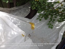 IMGP1374.JPG