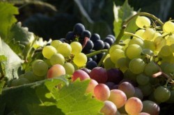 палитра Южноуральского винограда.jpg