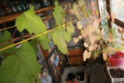 IMG_7347_cr.jpg