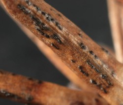 Phomopsis_juniperivora,I_MWS89489.jpg