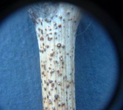 Picnidios_de_Phomopsis_viticola.JPG
