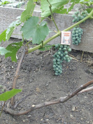 IMGP0210.JPG