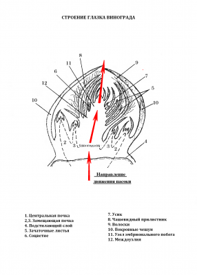 Схема глазка винограда 1.PNG