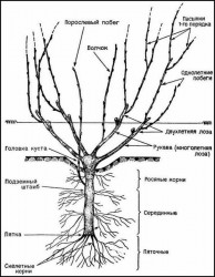 строение-винограда[1].jpg