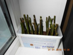 DSCN4375.JPG