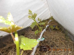 DSCN4750.JPG