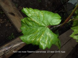 IMGP4050.JPG