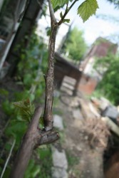 IMG_9373.JPG