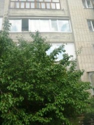 абрикос в городе. Цветок на балконе 3 этажа.JPG