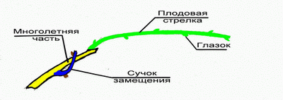Плодовое звено.gif